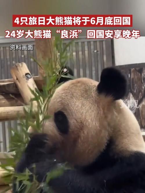 4旅日大熊猫将回国,旅日20年熊猫将回国 视频